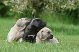 CANE CORSO 1063